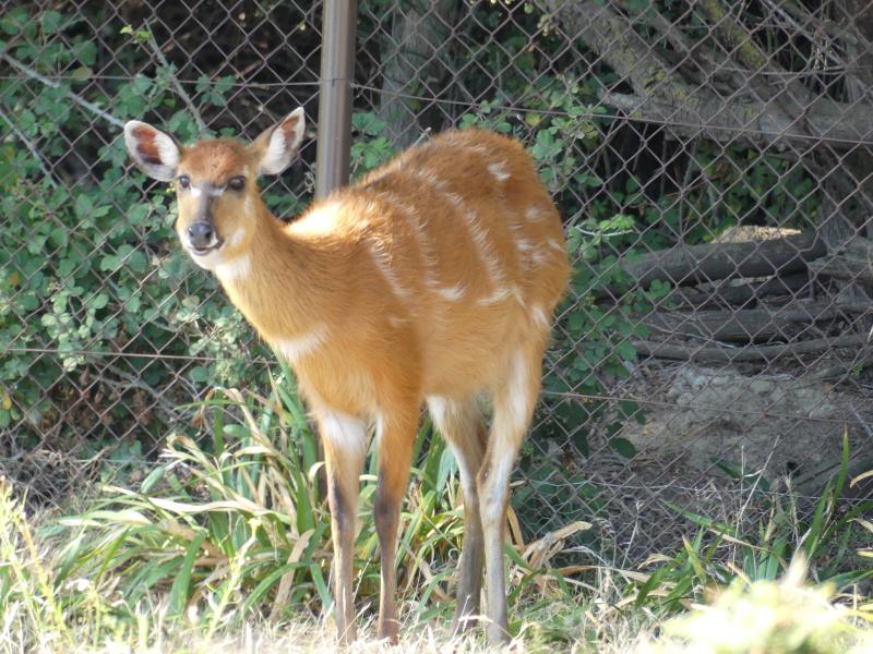 Sitatunga