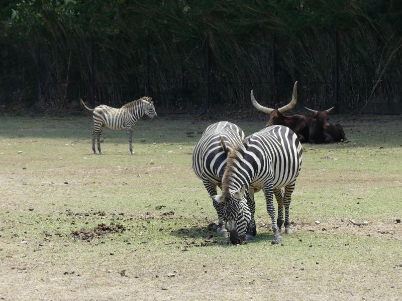 Zèbre de Grant - Boeuf Watussi