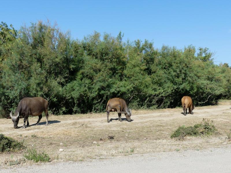 Buffle nain des forêts