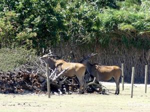 Eland du Cap