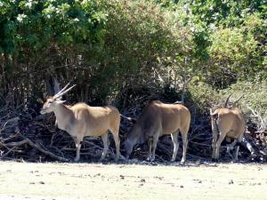 Eland du Cap