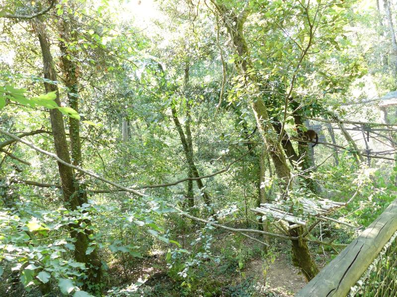 Lémur à ventre roux - 2019