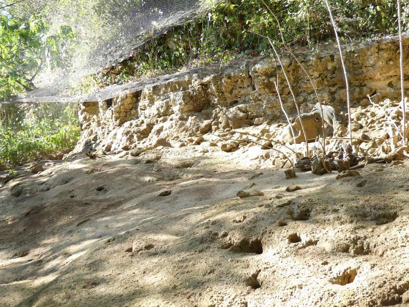 Souslik d'Europe - 2019