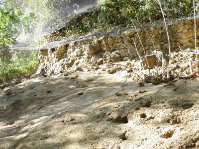 Souslik d'Europe - 2019