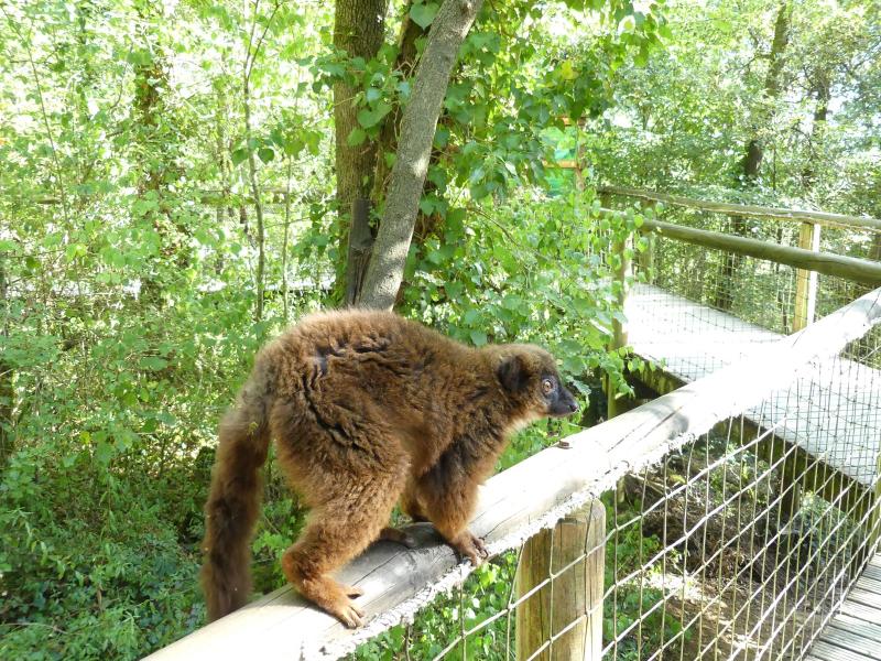 Lémur à ventre roux - 2019