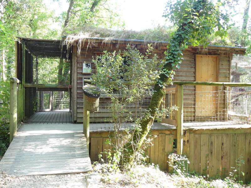 Lémur à ventre roux - 2019