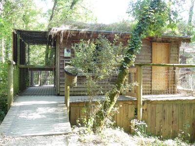 Lémur à ventre roux - 2019