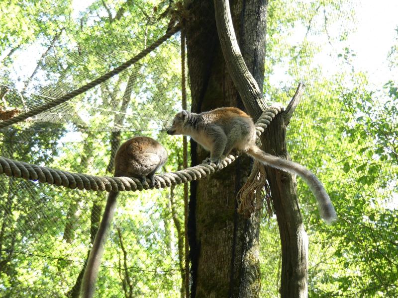 Lémur couronné - 2019