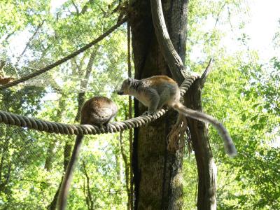 Lémur couronné - 2019