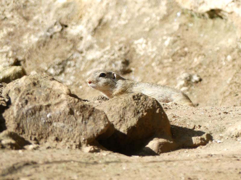 Souslik d'Europe - 2019