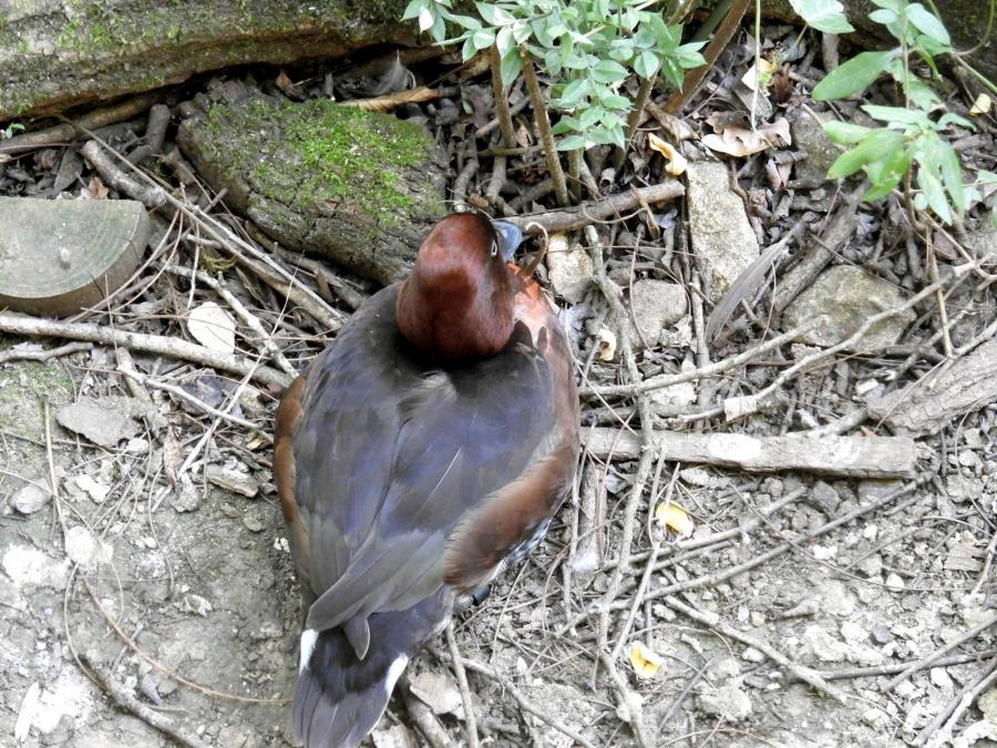 Filigule nyroca