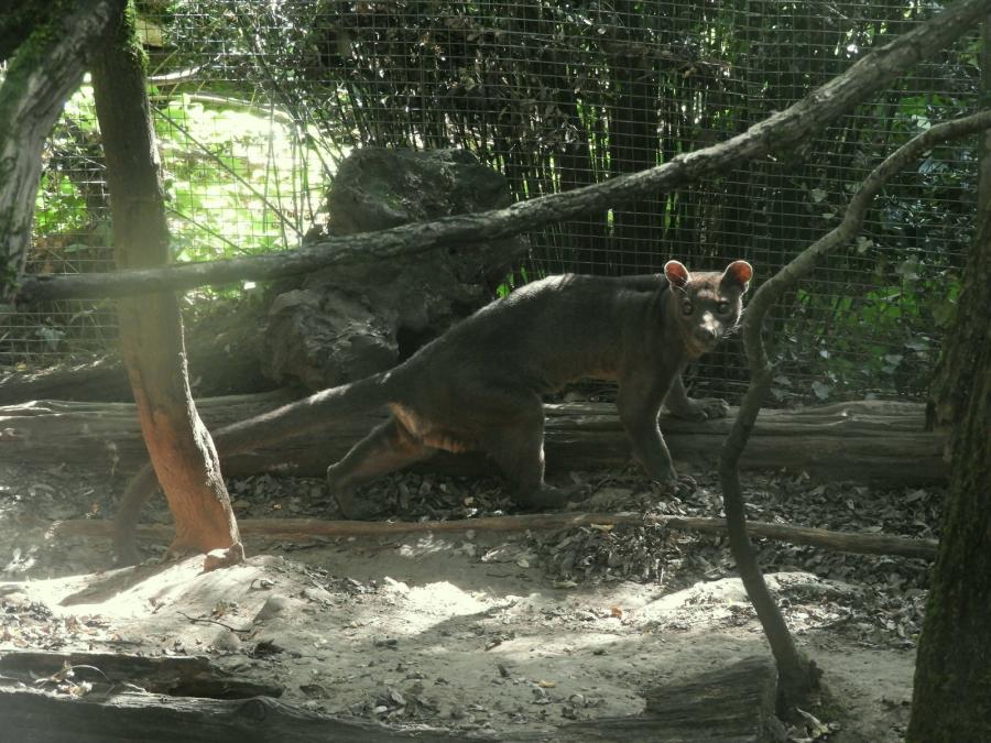 Fossa
