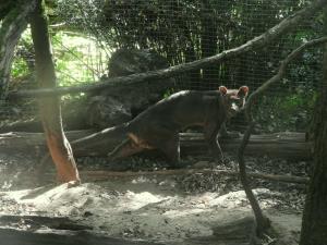 Fossa