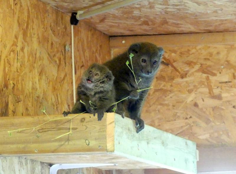Hapalémur du lac Alaotra - 2019
