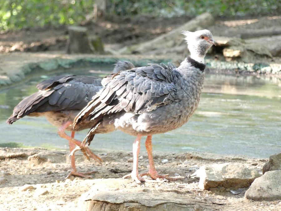 Chauna totquata