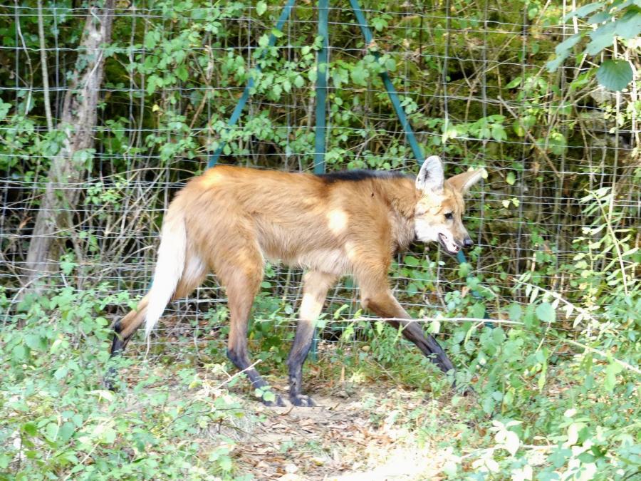 Loup à crinière