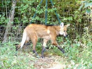 Loup à crinière