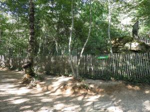 Loup à crinière