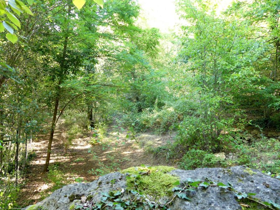 Loup à crinière