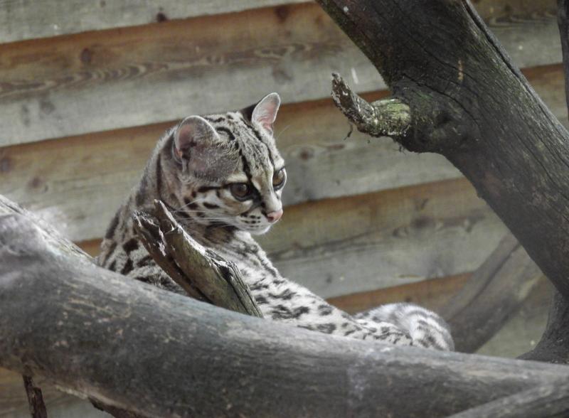 Margay - 2019