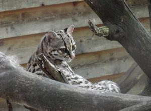 Margay