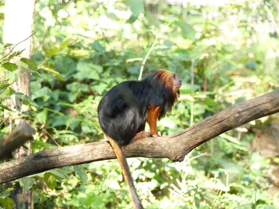 Tamarin lion à tete dorée