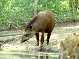 Tapir terrestre