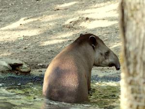 Tapir terrestre