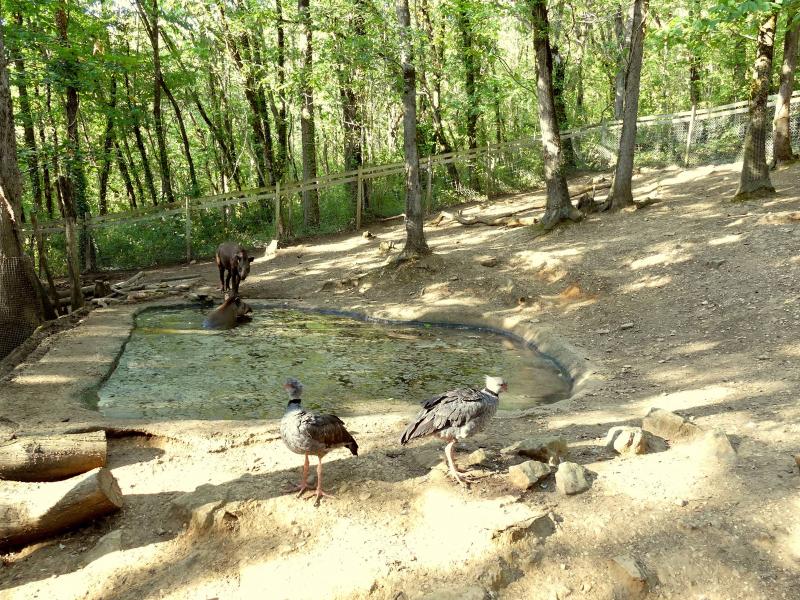 Tapir terrestre - Capybara - Chauna - 2019