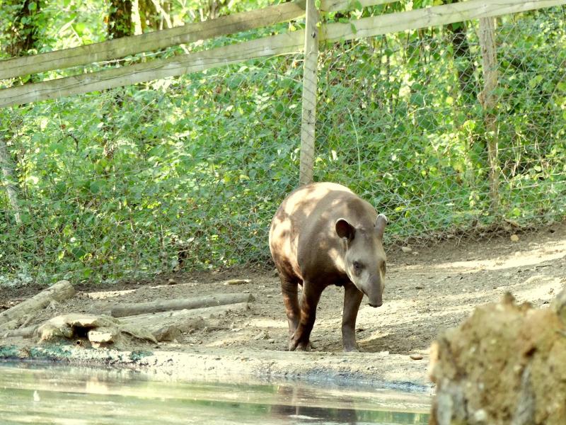 Tapir terrestre - 2019