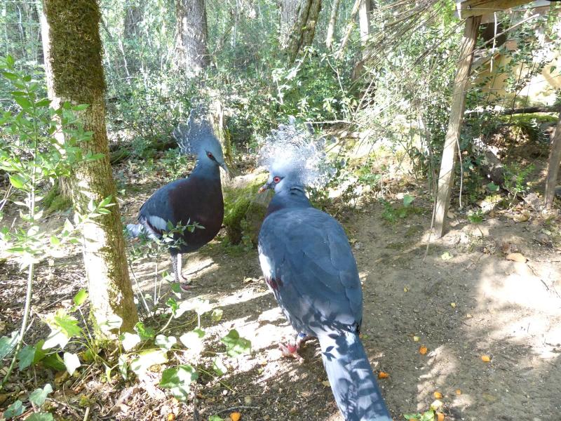 Goura de Victoria - 2019