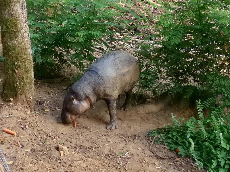 Hipppotame pygmée - 2019