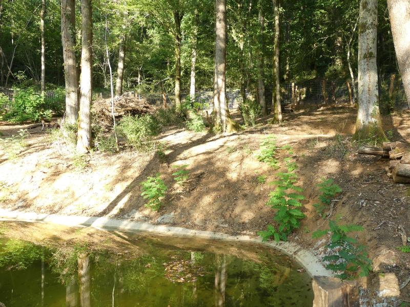 Hipppotame pygmée - 2019