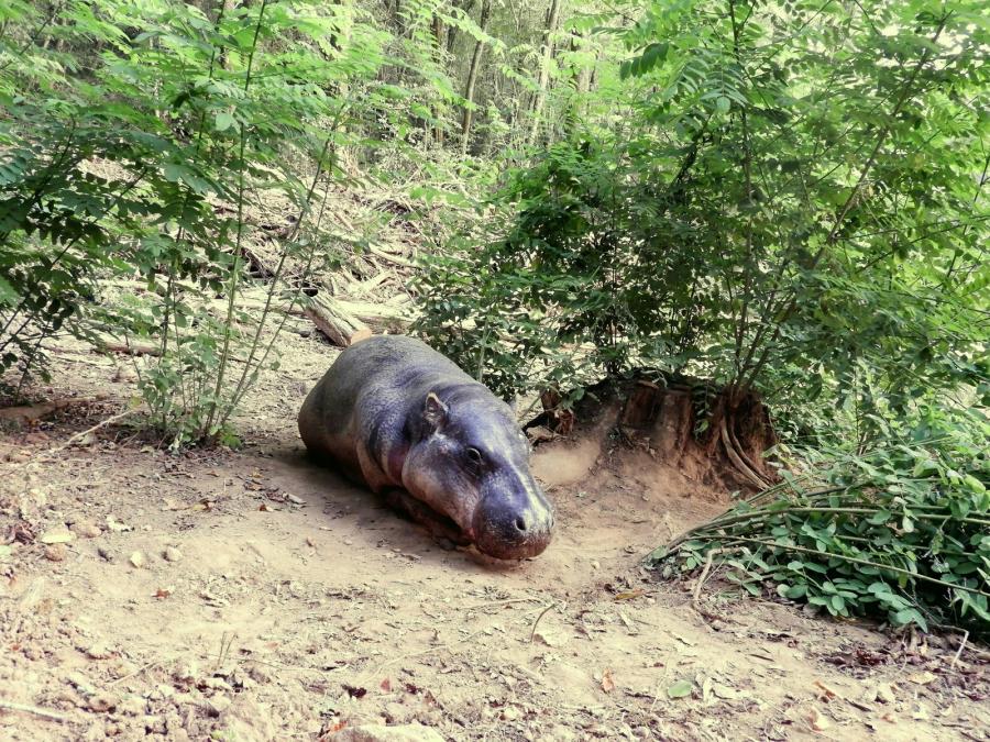 Hipppotame pygmée