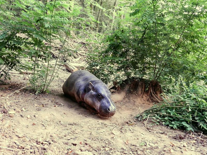 Hipppotame pygmée - 2019