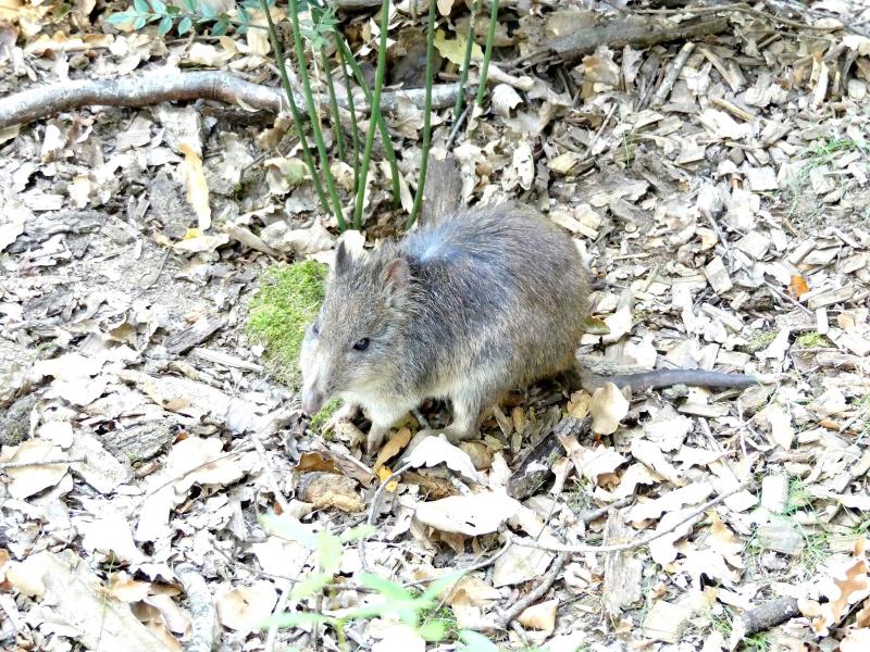 Potorou à long nez - 2019