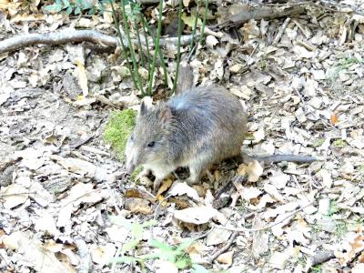 Potorou à long nez - 2019