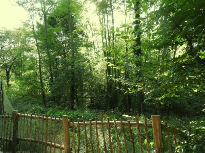 Saimiri à tête noire - 2019