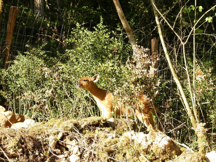 Sitatunga