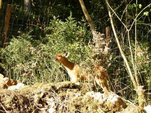 Sitatunga