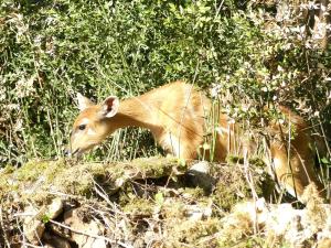 Sitatunga