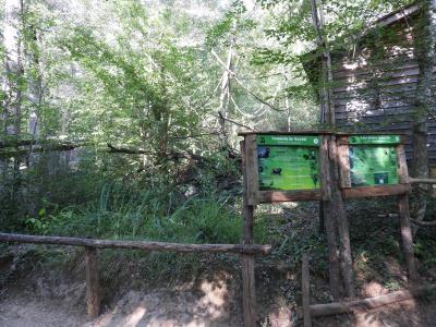 Saki à face blanche - Tamarin de Goeldi - 2019