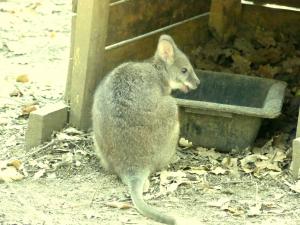 Wallaby de Parma