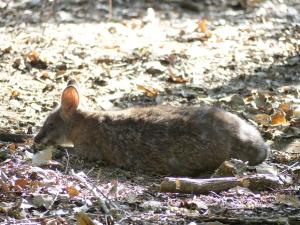 Wallaby de Parma