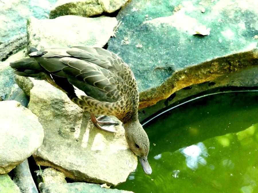 Canard de Meller