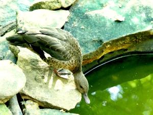 Canard de Meller