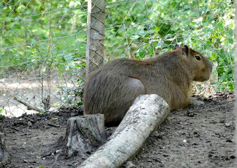 Capybara - 2019