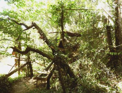 Chouette effraie - 2019