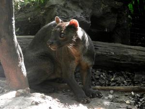 Fossa