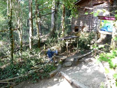 Goura de Victoria - 2019